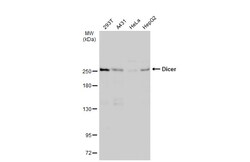 Invitrogen Dicer Polyclonal Antibody 100 &mu;L; Unconjugated:Antibodies,