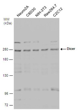 Invitrogen Dicer Polyclonal Antibody 100 &mu;L; Unconjugated:Antibodies,
