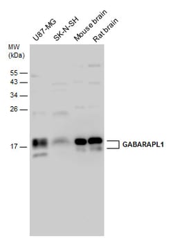 Invitrogen GABARAPL1 Polyclonal Antibody 100 &mu;L; Unconjugated:Antibodies,
