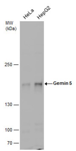 Invitrogen Gemin 5 Polyclonal Antibody 100 &mu;L; Unconjugated:Antibodies,
