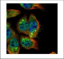 Invitrogen SH2B1 Polyclonal Antibody 100 &mu;L | Buy Online | Invitrogen&trade; | Fisher Scientific