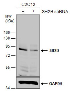 Invitrogen SH2B1 Polyclonal Antibody 100 &mu;L | Buy Online | Invitrogen&trade; | Fisher Scientific