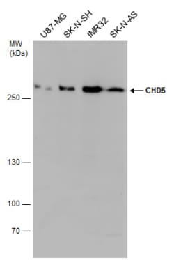 Invitrogen CHD5 Polyclonal Antibody 100 &mu;L; Unconjugated:Antibodies,