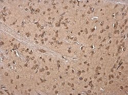Invitrogen LSM14A Polyclonal Antibody 100 &mu;L; Unconjugated:Antibodies,