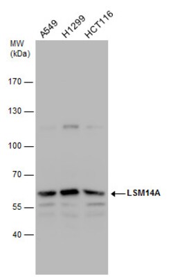 Invitrogen LSM14A Polyclonal Antibody 100 &mu;L; Unconjugated:Antibodies,