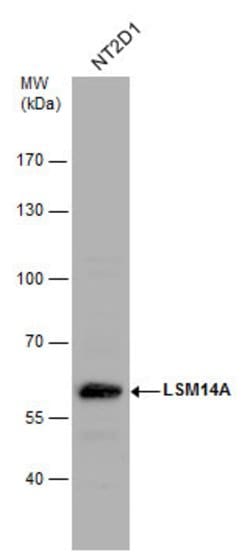 Invitrogen LSM14A Polyclonal Antibody 100 &mu;L; Unconjugated:Antibodies,