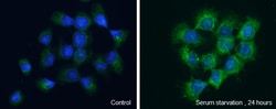 Invitrogen WIPI2 Polyclonal Antibody 100 &mu;L; Unconjugated:Antibodies,