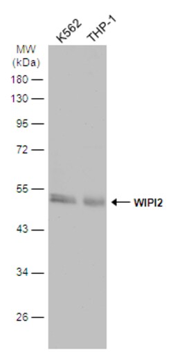 Invitrogen WIPI2 Polyclonal Antibody 100 &mu;L; Unconjugated:Antibodies,