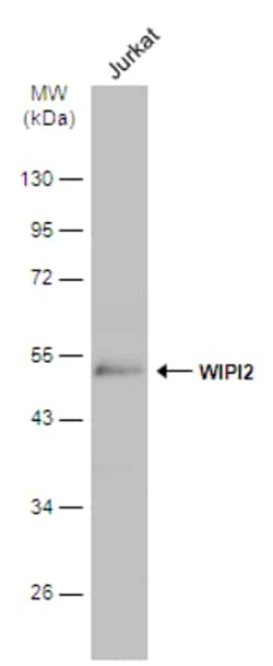 Invitrogen WIPI2 Polyclonal Antibody 100 &mu;L; Unconjugated:Antibodies,