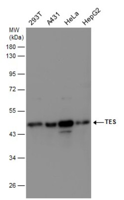 Invitrogen TES Polyclonal Antibody 100 &mu;L; Unconjugated:Antibodies,