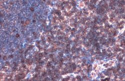 Invitrogen LAT Polyclonal Antibody 100 &mu;L; Unconjugated:Antibodies,