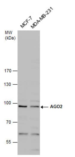 Invitrogen AGO2 Polyclonal Antibody 100 &mu;L; Unconjugated:Antibodies,