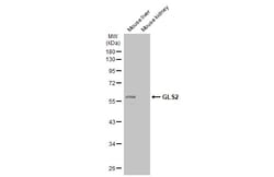 Invitrogen GLS2 Polyclonal Antibody 100 &mu;L; Unconjugated:Antibodies,