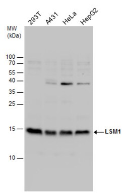 Invitrogen LSM1 Polyclonal Antibody 100 &mu;L; Unconjugated:Antibodies,