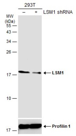 Invitrogen LSM1 Polyclonal Antibody 100 &mu;L; Unconjugated:Antibodies,