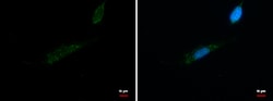 Invitrogen MRPL42 Polyclonal Antibody 100 &mu;L; Unconjugated:Antibodies,