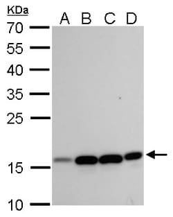 Invitrogen MRPL42 Polyclonal Antibody 100 &mu;L; Unconjugated:Antibodies,