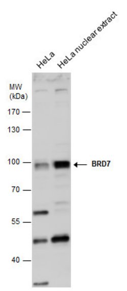 Invitrogen BRD7 Polyclonal Antibody 100 &mu;L | Buy Online | Invitrogen&trade; | Fisher Scientific