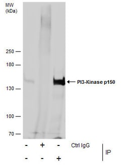 Invitrogen PIK3R4 Polyclonal Antibody 100 &mu;L | Buy Online | Invitrogen&trade; | Fisher Scientific