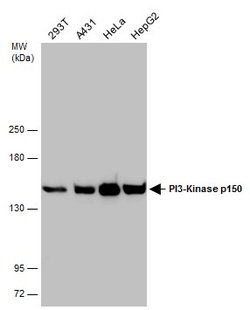 Invitrogen PIK3R4 Polyclonal Antibody 100 &mu;L | Buy Online | Invitrogen&trade; | Fisher Scientific