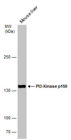 Invitrogen PIK3R4 Polyclonal Antibody 100 &mu;L | Buy Online | Invitrogen&trade; | Fisher Scientific