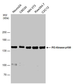 Invitrogen PIK3R4 Polyclonal Antibody 100 &mu;L | Buy Online | Invitrogen&trade; | Fisher Scientific