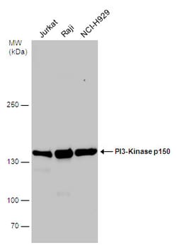 Invitrogen PIK3R4 Polyclonal Antibody 100 &mu;L | Buy Online | Invitrogen&trade; | Fisher Scientific
