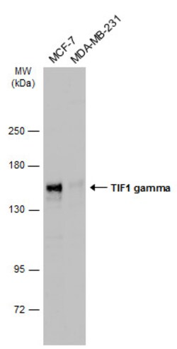 Invitrogen TIF1 gamma Polyclonal Antibody 100 &mu;L; Unconjugated:Antibodies