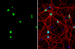 Invitrogen NeuN Polyclonal Antibody 100 &mu;L; Unconjugated:Anticuerpos