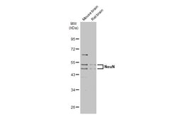 Invitrogen NeuN Polyclonal Antibody 100 &mu;L; Unconjugated:Anticuerpos