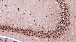 Invitrogen NeuN Polyclonal Antibody 100 &mu;L; Unconjugated:Anticuerpos