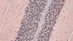 Invitrogen NeuN Polyclonal Antibody 100 &mu;L; Unconjugated:Anticuerpos