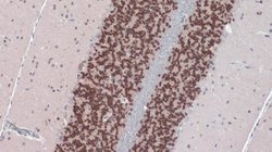 Invitrogen NeuN Polyclonal Antibody 100 &mu;L; Unconjugated:Anticuerpos
