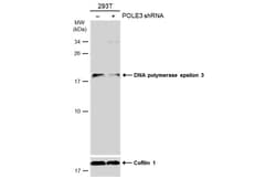 Invitrogen POLE3 Polyclonal Antibody 100 &mu;L; Unconjugated:Antibodies,
