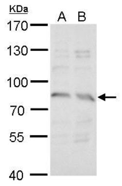 Invitrogen SNTG2 Polyclonal Antibody 100 &mu;L; Unconjugated:Antibodies,