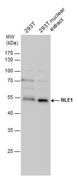 Invitrogen NLE1 Polyclonal Antibody 100 &mu;L; Unconjugated:Antibodies,