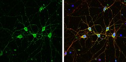 Invitrogen PHD2 Polyclonal Antibody 100 &mu;L; Unconjugated:Antibodies,