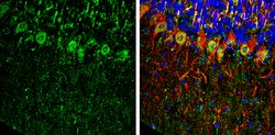 Invitrogen PHD2 Polyclonal Antibody 100 &mu;L; Unconjugated:Antibodies,