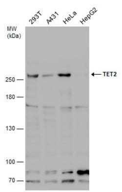 Invitrogen TET2 Polyclonal Antibody 100 &mu;L; Unconjugated:Antibodies,