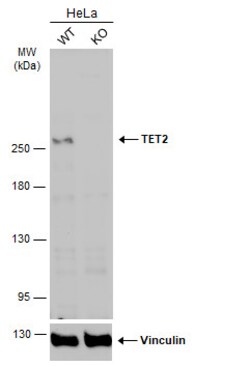 Invitrogen TET2 Polyclonal Antibody 100 &mu;L; Unconjugated:Anticuerpos