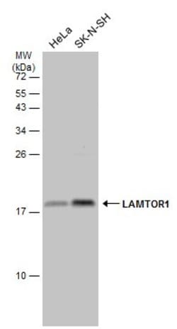 LAMTOR1 Polyclonal Antibody:Antibodies, Polyclonal