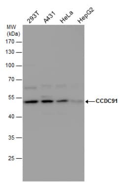 Invitrogen CCDC91 Polyclonal Antibody 100 &mu;L; Unconjugated:Antibodies,