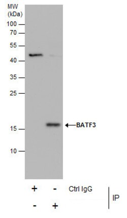 Invitrogen BATF3 Polyclonal Antibody 100 &mu;L | Buy Online | Invitrogen&trade; | Fisher Scientific