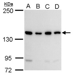 Invitrogen CCAR1 Polyclonal Antibody 100 &mu;L; Unconjugated:Antibodies,
