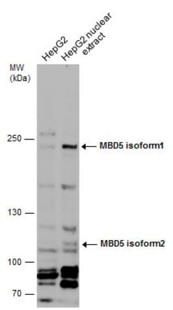 Invitrogen MBD5 Polyclonal Antibody 100 &mu;L; Unconjugated:Antibodies,