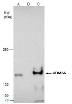 Invitrogen JMJD1A Polyclonal Antibody 100 &mu;L; Unconjugated:Antibodies,