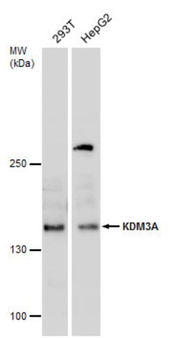 Invitrogen JMJD1A Polyclonal Antibody 100 &mu;L; Unconjugated:Antibodies,