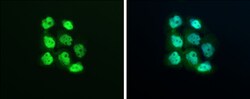 Invitrogen XPO5 Polyclonal Antibody 100 &mu;L; Unconjugated:Antibodies,