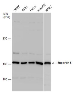 Invitrogen XPO5 Polyclonal Antibody 100 &mu;L; Unconjugated:Antibodies,