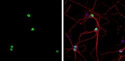 Invitrogen PTBP2 Polyclonal Antibody 100 &mu;L; Unconjugated:Antibodies,